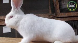 Кролики породы Белый великан