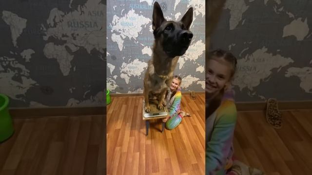 Как взвесить большую собаку дома смотреть онлайн