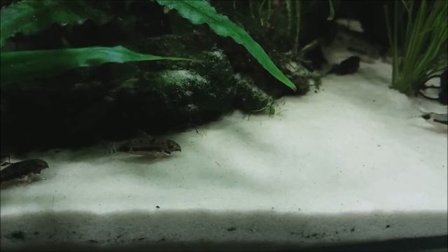 (140) Kirysek malutki (Corydoras habrosus) смотреть онлайн