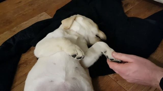 Лабрадор Холли. Прикол! Во сне. смотреть онлайн