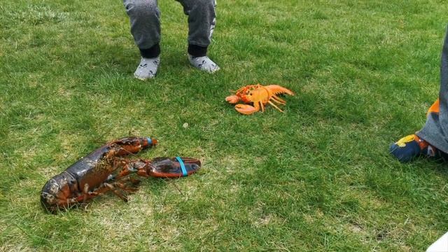 Lobster ? | Готовим лобстера дома смотреть онлайн