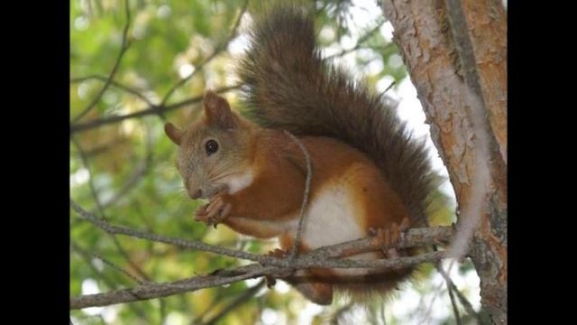 Сказка про ёжика и медвежонка "Не смотри на меня так" смотреть онлайн