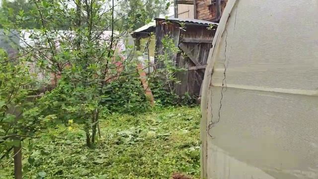 Работы на огороде #влог#рассада#сибирь#дача#цветы#огород#садоводство#томаты смотреть онлайн