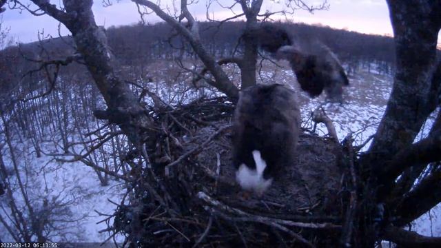12/03/2022 6:12 - 6:17 White-tailed Eagles, Estonia смотреть онлайн