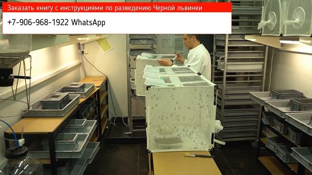 Мухой Черный солдат заинтересовались всерьез. Как в Европе почитают Черную львинку?