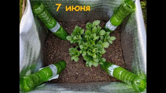 Уникальная раскопка картофеля сорта Уника смотреть онлайн