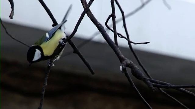 Приметы на Синичкин день