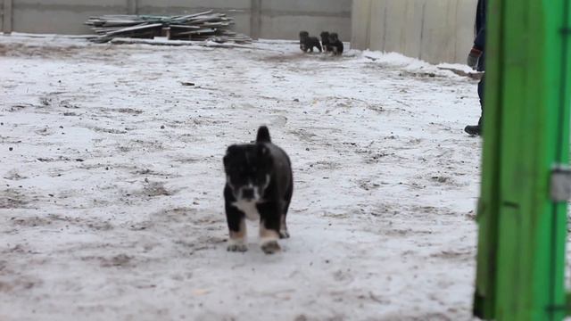 Щенки среднеазиатской овчарки 7 недель смотреть онлайн