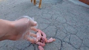 Бездомные щенки НАПАЛИ на Леру / Кормим Бездомных Собак и Кошек