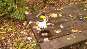 Поиск цветного металла в лесу