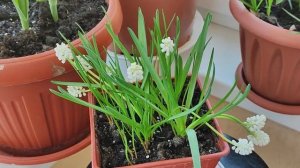 Мускари. Живые жемчужины. Цветение в горшке на балконе. 27 марта 2023