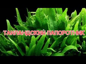 ТАИЛАНДСКИЙ ПАПОРОТНИК. СОДЕРЖАНИЕ В АКВАРИУМЕ