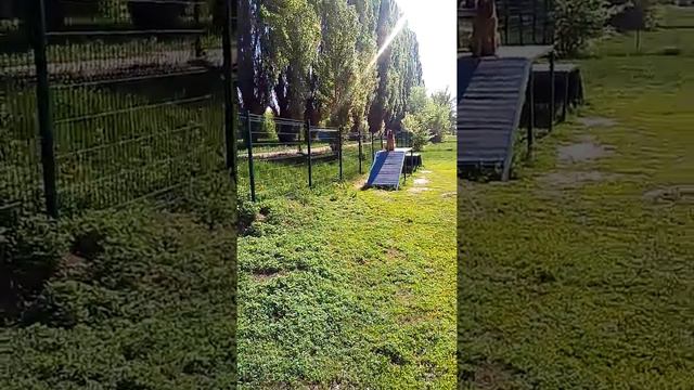 Овчарка на площадке,полоса препятствий. смотреть онлайн