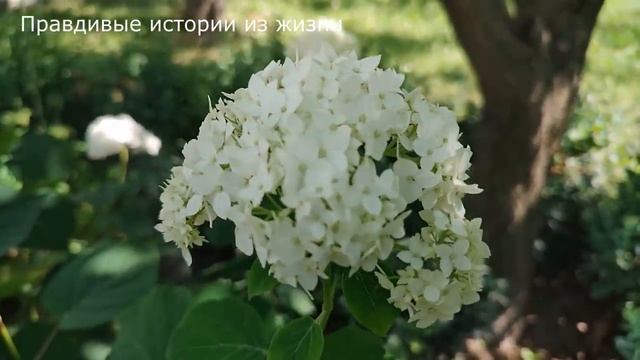 ? Только спустя годы дочь узнала причину плохого отношения матери и отца к ней ... смотреть онлайн