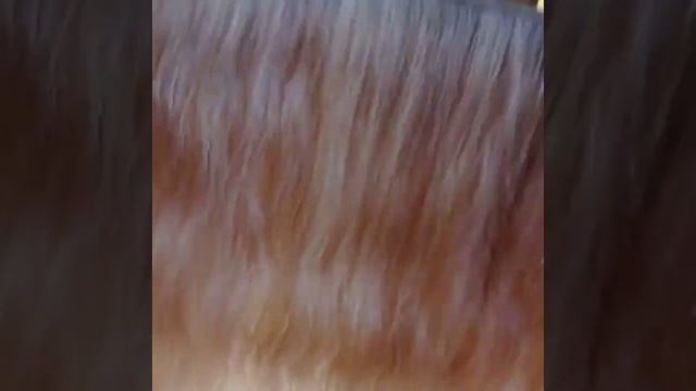 Трессы из детских волос, донору 8 лет. Тонкие, пышные, с природной волной ?❤❤❤ смотреть онлайн