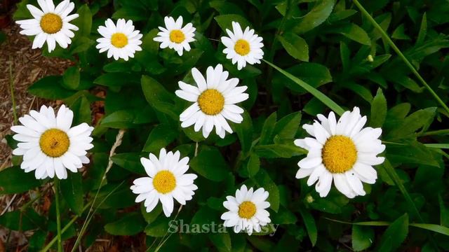 WHITE BLOOMS/ BINDWEED/ SHASTA DAISY/PETUNIA/TINY MUSHROOMS/SNAIL SHOW AFTER THE RAIN/2020 FLOWERS.