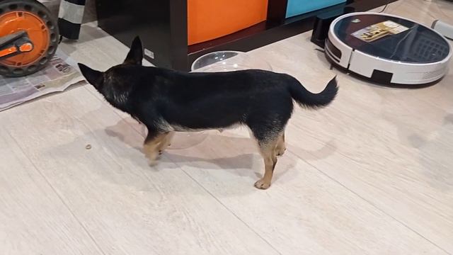 Зайка-привереда. Пробуем новые консервы, ездили на дачу:)