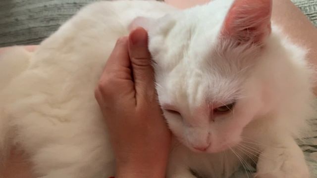 Кошачий релакс смотреть онлайн