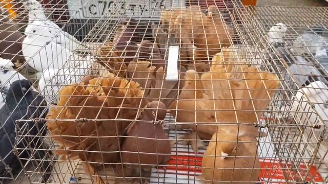 09.12.18. Птичий рынок г.Пятигорск ч1. смотреть онлайн