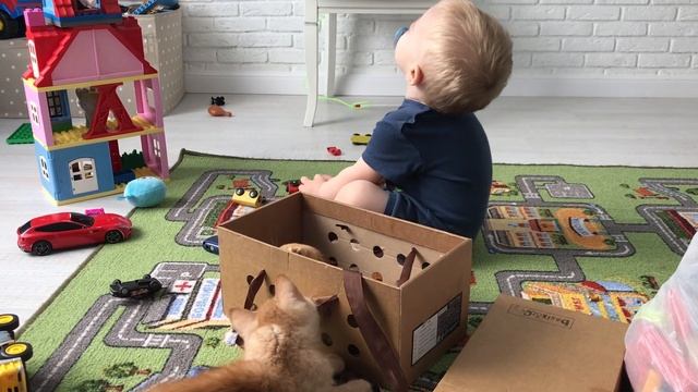 Малыш Саша и его рыжие, шотландские коты смотреть онлайн