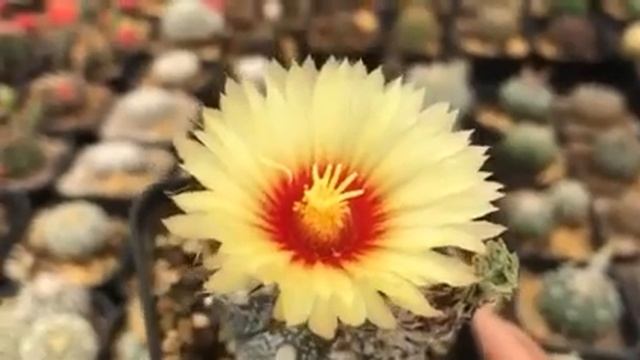 Astrophytum Asterias Super KABUTO- Amazing cactus flowers смотреть онлайн