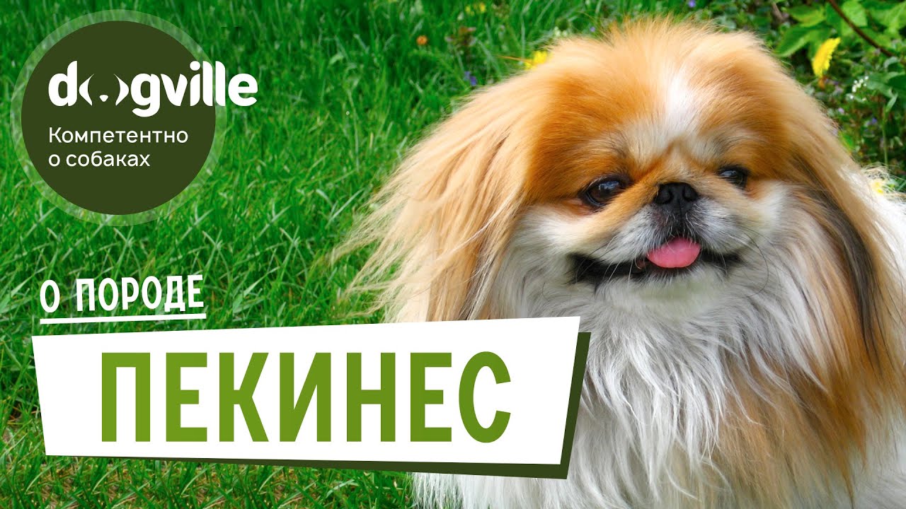Пекинес - О породе - Как выбрать щенка смотреть онлайн