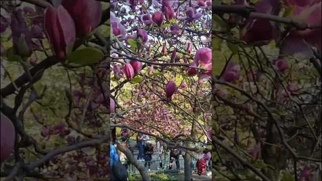 Магнолії смотреть онлайн