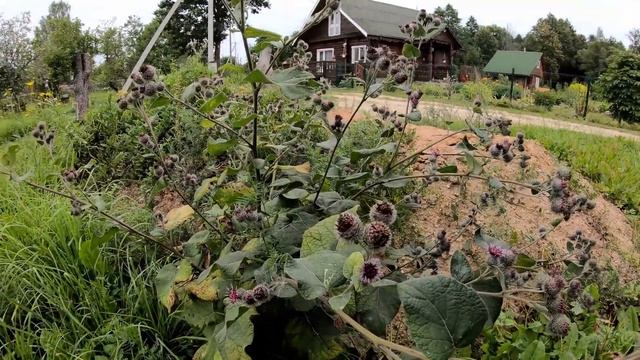 Лопух (репейник) - как сделать мазь и репейное масло - отличную замену миноксидилу для бороды