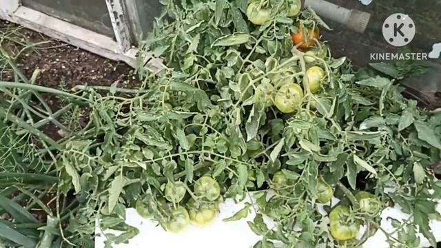 Сибирь. Обзор и дегустация томатов Монгол карлик, от фирмы Партнёр и Галина. смотреть онлайн