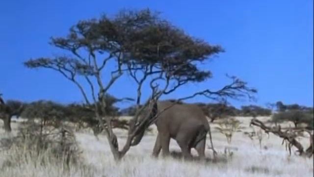 Распространение плодов животными смотреть онлайн