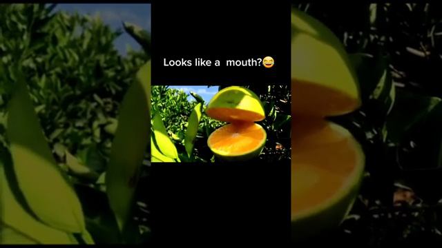 903 72 initfood helen Yes or No#selfsufficient #grow #fruit #foryou смотреть онлайн