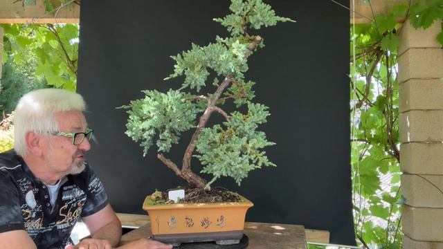 Bonsai Juniperus squamata meyeri. Auf der Suche zur Gestaltung. смотреть онлайн