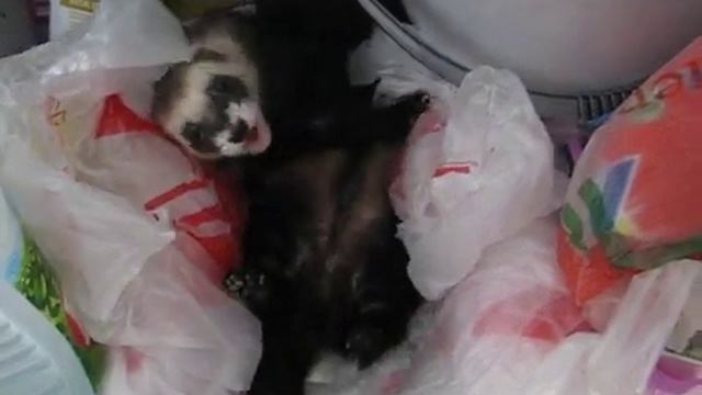домашний БОМЖ смотреть онлайн