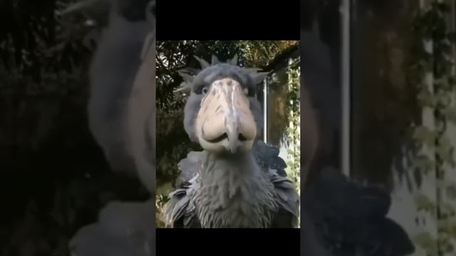 Китоглав.#shorts #животные смотреть онлайн