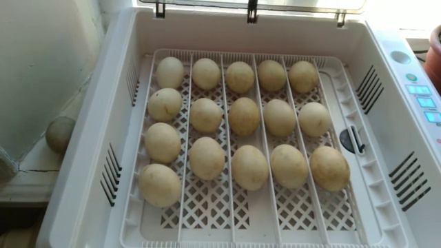 особенности инкубации индоутиных яиц