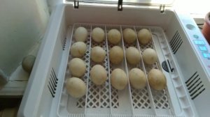 особенности инкубации индоутиных яиц