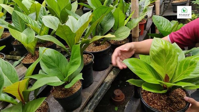 ANTHURIUM VARIAN COBRA EKA REAL || REVIEW TANAMAN, PERAWATAN DAN PENGEMBANGBIAKKAN || смотреть онлайн