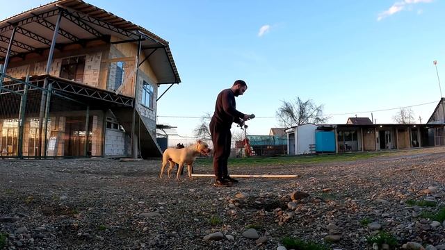 Подготовка к выставке Питов. Нервы на пределе. Все орут и не слушаются.... смотреть онлайн