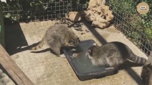 Как еноты детей купают ?