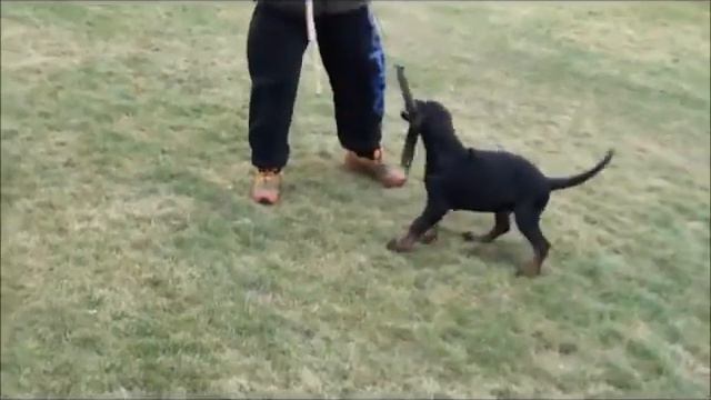 FCI What Makes a Doberman Pinscher Unique Dog Care Info смотреть онлайн