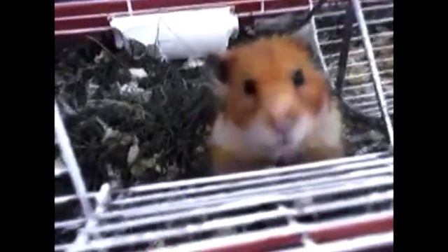 Hamster Eyeball? смотреть онлайн