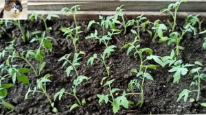 Основные ошибки при поливе Рассады.  Как часто поливать рассаду помидоров, перцев и баклажан