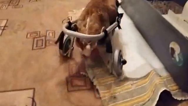 Кролик Рыжик в инвалидной коляске Animal Mobile смотреть онлайн