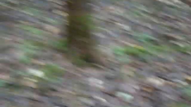 Подосиновики в Алабушево смотреть онлайн