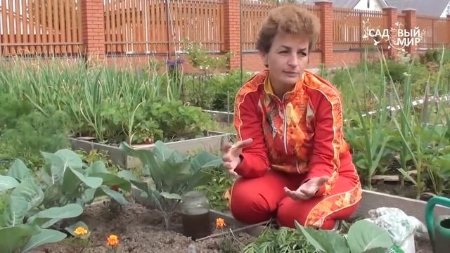 Как защитить капусту от вредителей Гусеницы на капусте. Сайт "Садовый мир" смотреть онлайн