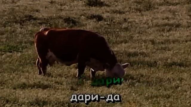 Застольные песни 5 смотреть онлайн