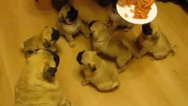 мопсы и мясо смотреть онлайн