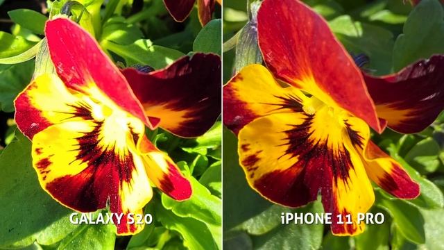 Galaxy S20 vs iPhone 11 Pro! Camera Test Comparison смотреть онлайн