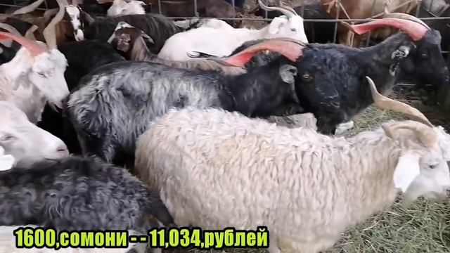 Кучкор и Овцы Гисарски Барана в Таджикистан оптовы ценах 2020 "0Молбозори Душанбе нархи Гусфанд смотреть онлайн