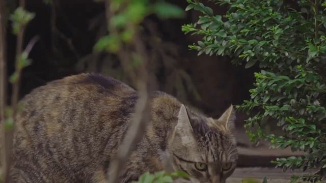 Почему кошка трется об людей и окружающие предметы смотреть онлайн